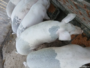 Porci ce vanzare com.Secuieni jud Neamt. - imagine 2