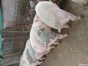 Porci ce vanzare com.Secuieni jud Neamt. - imagine 5