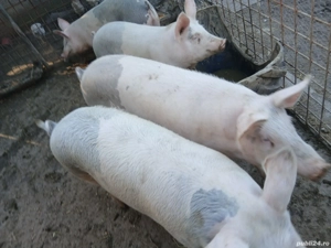 Porci ce vanzare com.Secuieni jud Neamt. - imagine 3