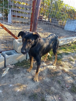 Donez gratuit cățelușa de vânătoare  - imagine 3