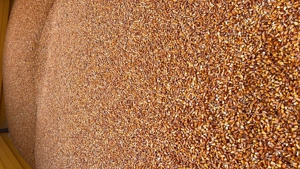 Vând porumb boabe recolta 2025 - imagine 2