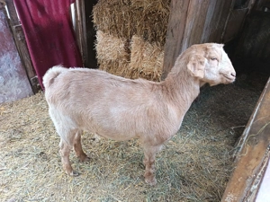 Vand capra si tap metis Anglo Nubian