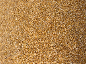 Vând porumb boabe recolta 2025 - imagine 3