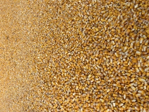 Vând porumb boabe recolta 2025 - imagine 4