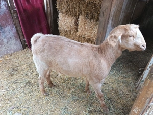 Vand capra si tap metis Anglo Nubian - imagine 2 Vand capra si tap metis Anglo Nubian - imagine 2