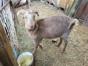 Vand capra si tap metis Anglo Nubian - imagine 3 Vand capra si tap metis Anglo Nubian - imagine 3