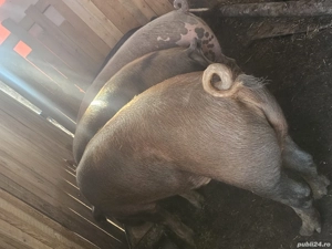 vând porci rasa de calitate de carne 180-190-220 kg 