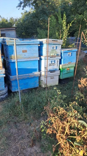 Vând Lazi si rame stupi albine - imagine 2