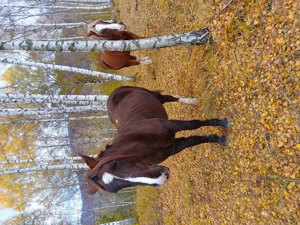 Vând mânză de aproape 2ani sau iapă gestantă la alegere - imagine 3 Vând mânză de aproape 2ani sau iapă gestantă la alegere - imagine 3
