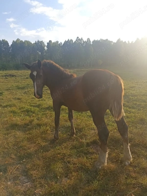 Vând mânză de aproape 2ani sau iapă gestantă la alegere - imagine 5 Vând mânză de aproape 2ani sau iapă gestantă la alegere - imagine 5