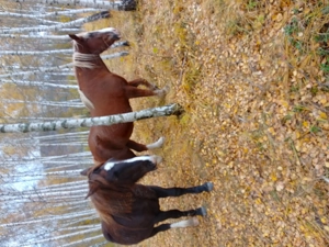 Vând mânză de aproape 2ani sau iapă gestantă la alegere