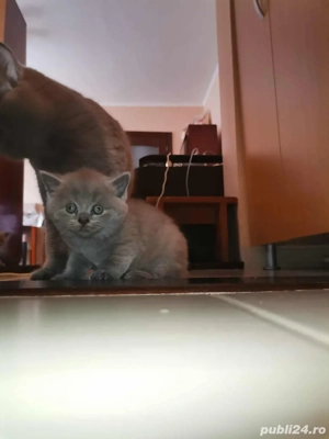 Motanel British Shorthair  - imagine 4