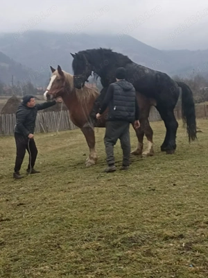 Vând mânză de aproape 2ani sau iapă gestantă la alegere - imagine 2 Vând mânză de aproape 2ani sau iapă gestantă la alegere - imagine 2