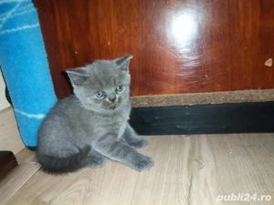 Motanel British Shorthair  - imagine 3