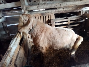 Vand capra si tap metis Anglo Nubian - imagine 5 Vand capra si tap metis Anglo Nubian - imagine 5