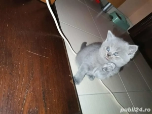 Motanel British Shorthair  - imagine 2