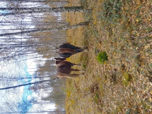 Vând mânză de aproape 2ani sau iapă gestantă la alegere - imagine 4 Vând mânză de aproape 2ani sau iapă gestantă la alegere - imagine 4