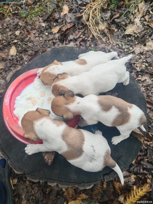 vând căței Jack Russel  - imagine 2 vând căței Jack Russel  - imagine 2