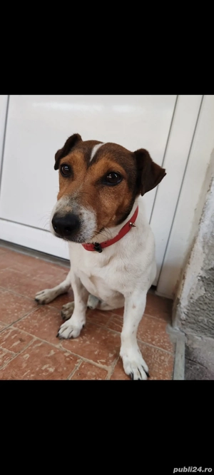 vând căței Jack Russel  - imagine 4 vând căței Jack Russel  - imagine 4
