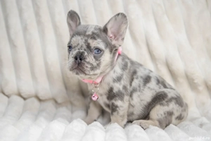 Bulldog Francez - Blue merle - ochișorii albaștrii - posibilitate transport - buldog francez 