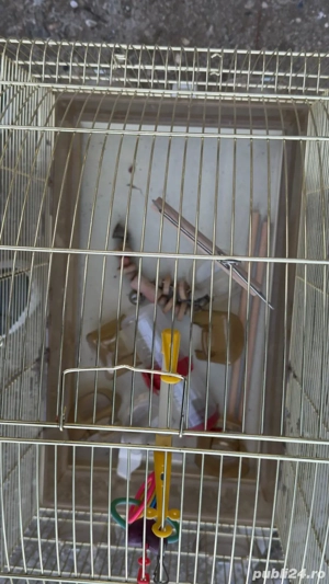 colivie papagali mare - imagine 4