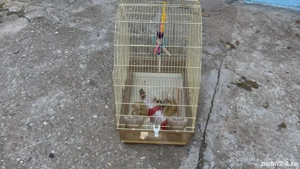 colivie papagali mare - imagine 3