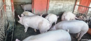Porci de Vânzare!! - imagine 2 Porci de Vânzare!! - imagine 2