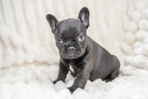 Bulldog Francez - Black - posibilitate transport - buldog francez 