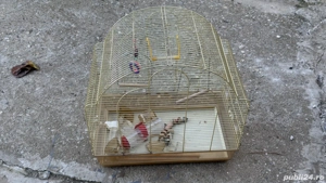 colivie papagali mare