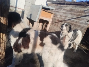 Vând ciobănești de bucovina