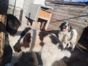 Vând ciobănești de bucovina - imagine 2 Vând ciobănești de bucovina - imagine 2