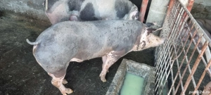 Porci de Vânzare!! - imagine 4 Porci de Vânzare!! - imagine 4