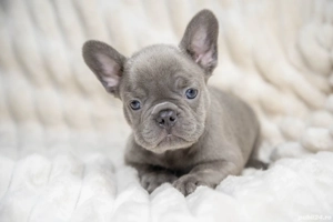 Bulldog Francez - Lilac curat - foarte rar! - posibilitate transport - buldog francez  - imagine 3