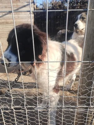 Vând ciobănești de bucovina - imagine 3 Vând ciobănești de bucovina - imagine 3