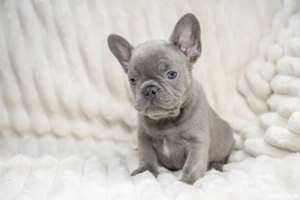 Bulldog Francez - Lilac curat - foarte rar! - posibilitate transport - buldog francez  - imagine 5