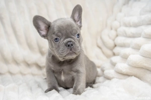 Bulldog Francez - Lilac curat - foarte rar! - posibilitate transport - buldog francez  - imagine 4
