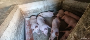 Porci de Vânzare!! - imagine 3 Porci de Vânzare!! - imagine 3