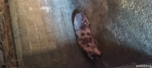 Porci de Vânzare!! - imagine 5 Porci de Vânzare!! - imagine 5