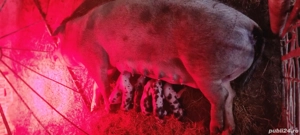 Scroafă Pietrain  - imagine 2