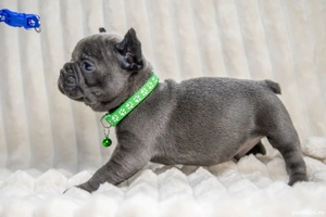 Bulldog Francez - blue cu ochii albastrii - posibilitate transport - buldog francez  - imagine 4