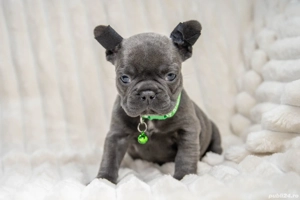 Bulldog Francez - blue cu ochii albastrii - posibilitate transport - buldog francez  - imagine 3