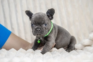 Bulldog Francez - blue cu ochii albastrii - posibilitate transport - buldog francez  - imagine 2