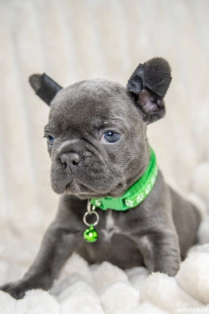 Bulldog Francez - blue cu ochii albastrii - posibilitate transport - buldog francez  - imagine 5