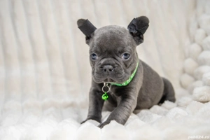 Bulldog Francez - blue cu ochii albastrii - posibilitate transport - buldog francez 