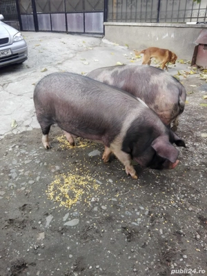 Vând porci - imagine 2