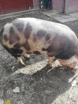 Vând porci - imagine 3