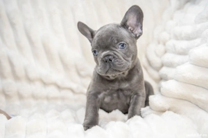 Bulldog Francez - blue ochișorii albaștrii - posibilitate transport - buldog francez  - imagine 2
