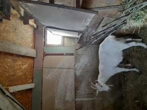 Vând capra are 2 ani 