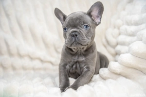 Bulldog Francez - blue ochișorii albaștrii - posibilitate transport - buldog francez  - imagine 4