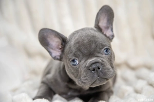 Bulldog Francez - blue ochișorii albaștrii - posibilitate transport - buldog francez  - imagine 3